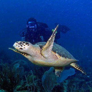 MJS Underwater Video Footage Hawksbill Sea Turtle